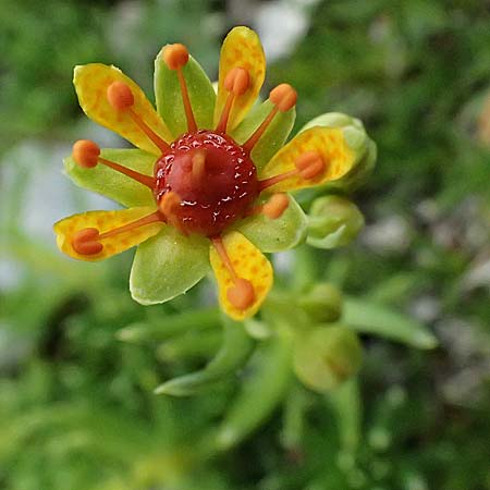 Saxifraga aizoides \ Fetthennen-Steinbrech / Yellow Mountain Saxifrage, A Trenchtling 6.7.2024