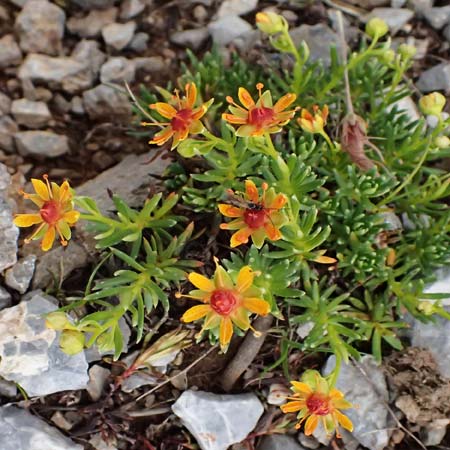 Saxifraga aizoides \ Fetthennen-Steinbrech / Yellow Mountain Saxifrage, A Trenchtling 6.7.2024