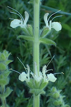 Salvia austriaca \ sterreichischer Salbei / Austrian Sage, A Wien 11.5.2025