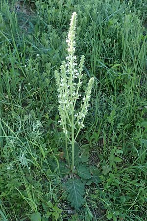 Salvia austriaca \ sterreichischer Salbei / Austrian Sage, A Wien 11.5.2025