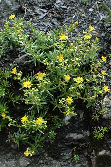 Saxifraga aizoides \ Fetthennen-Steinbrech / Yellow Mountain Saxifrage, A Taxenbach 28.6.2025