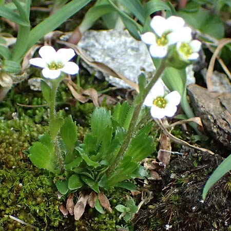 Saxifraga androsacea \ Mannsschild-Steinbrech / Scree Saxifrage, A Kolm Saigurn 2.7.2025