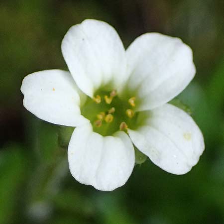 Saxifraga androsacea \ Mannsschild-Steinbrech / Scree Saxifrage, A Kolm Saigurn 2.7.2025