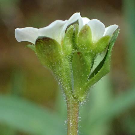 Saxifraga androsacea \ Mannsschild-Steinbrech / Scree Saxifrage, A Kolm Saigurn 2.7.2025