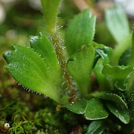 Saxifraga androsacea \ Mannsschild-Steinbrech / Scree Saxifrage, A Kolm Saigurn 2.7.2025