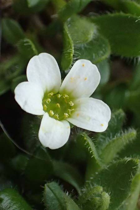 Saxifraga androsacea \ Mannsschild-Steinbrech / Scree Saxifrage, A Kolm Saigurn 2.7.2025