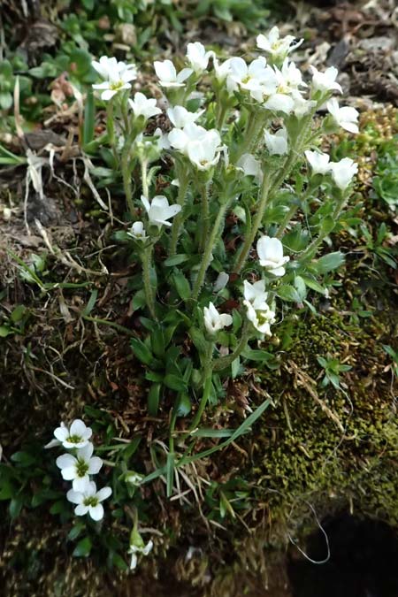 Saxifraga androsacea \ Mannsschild-Steinbrech / Scree Saxifrage, A Kolm Saigurn 2.7.2025