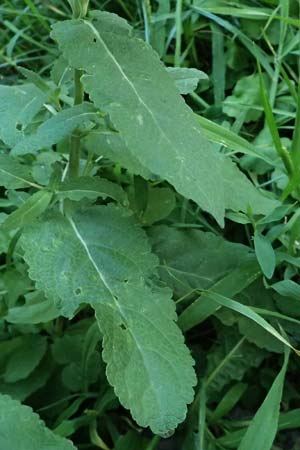 Salvia nemorosa \ Hain-Salbei, Steppen-Salbei / Balkan Clary, A Wien 13.8.2025