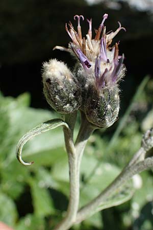 Saussurea discolor / Heart-Leaved Saussurea, A Eisenerzer Reichenstein 28.7.2021
