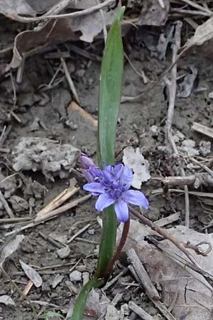 Scilla bifolia \ Zweiblttriger Blaustern / Alpine Squill, A Hainburg 7.3.2024