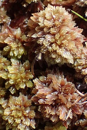 Sphagnum compactum \ Dichtes Torfmoos, Dichtes Bleichmoos / Compact Bog Moss, A Niedere Tauern, S&ouml;lk-Pass 26.7.2021