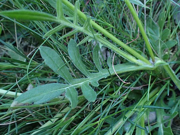 Knautia arvensis \ Acker-Witwenblume / Field Scabious, A Seewinkel, Apetlon 10.5.2025