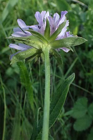 Knautia arvensis \ Acker-Witwenblume / Field Scabious, A Seewinkel, Apetlon 10.5.2025