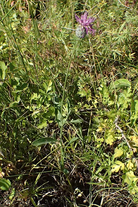 Centaurea scabiosa subsp. badensis \ Badener Skabiosen-Flockenblume / Baden Knapweed, A Bisamberg 12.8.2025