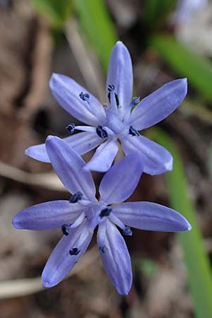 Scilla drunensis \ Traun-Blaustern / Traun Squill, A Weinviertel,  Göllersdorf-Wischathal 1.4.2023