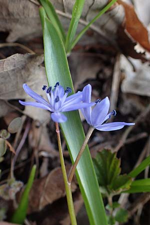 Scilla drunensis \ Traun-Blaustern / Traun Squill, A Weinviertel,  Göllersdorf-Wischathal 1.4.2023