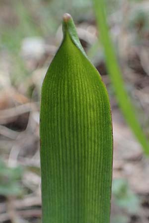 Scilla drunensis \ Traun-Blaustern / Traun Squill, A Weinviertel,  Göllersdorf-Wischathal 1.4.2023