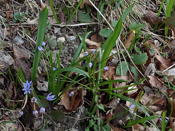 Scilla drunensis \ Traun-Blaustern / Traun Squill, A Weinviertel,  Göllersdorf-Wischathal 1.4.2023
