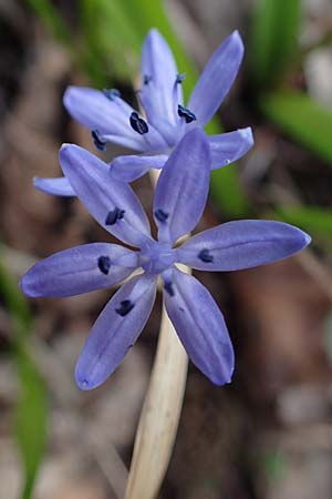 Scilla drunensis \ Traun-Blaustern / Traun Squill, A Weinviertel,  Göllersdorf-Wischathal 1.4.2023