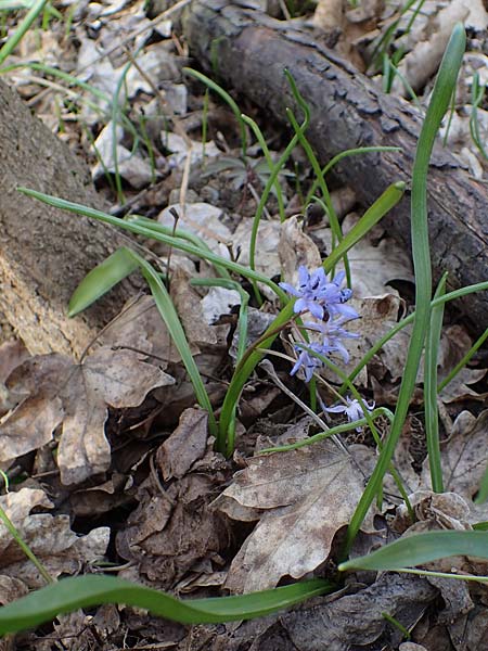 Scilla drunensis \ Traun-Blaustern / Traun Squill, A Weinviertel,  Göllersdorf-Wischathal 1.4.2023