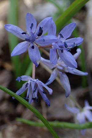 Scilla drunensis \ Traun-Blaustern / Traun Squill, A Weinviertel,  Göllersdorf-Wischathal 1.4.2023