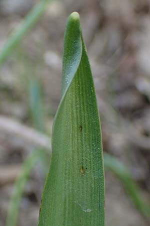 Scilla drunensis \ Traun-Blaustern / Traun Squill, A Weinviertel,  Göllersdorf-Wischathal 1.4.2023