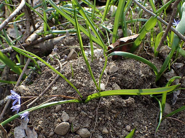 Scilla drunensis \ Traun-Blaustern / Traun Squill, A Weinviertel,  Göllersdorf-Wischathal 1.4.2023