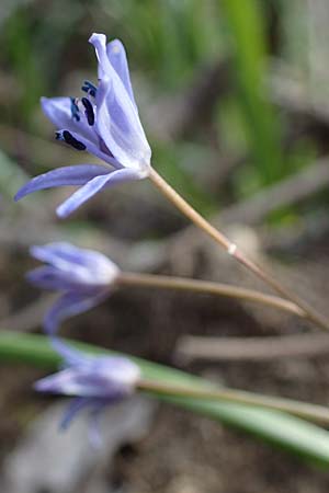 Scilla drunensis \ Traun-Blaustern / Traun Squill, A Weinviertel,  Göllersdorf-Wischathal 1.4.2023