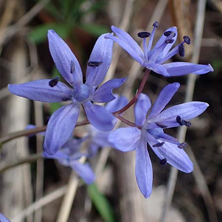 Scilla drunensis \ Traun-Blaustern / Traun Squill, A Weinviertel,  Göllersdorf-Wischathal 1.4.2023