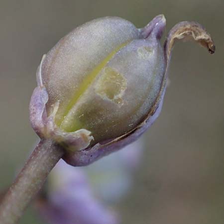 Scilla drunensis \ Traun-Blaustern / Traun Squill, A Weinviertel,  Göllersdorf-Wischathal 1.4.2023