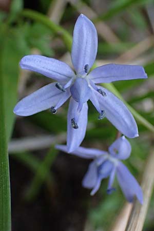 Scilla drunensis \ Traun-Blaustern / Traun Squill, A Weinviertel,  Göllersdorf-Wischathal 1.4.2023