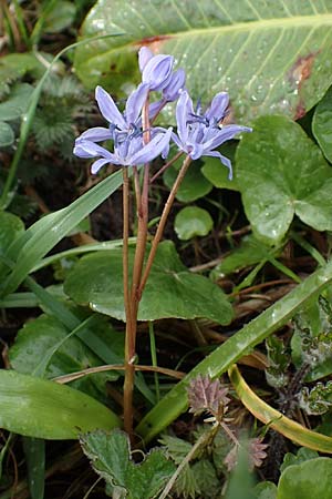 Scilla drunensis \ Traun-Blaustern / Traun Squill, A Wien Höhenstraße 2.4.2023
