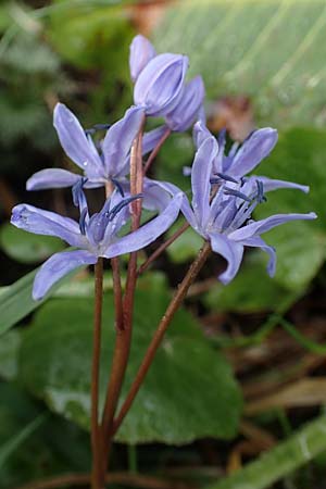 Scilla drunensis \ Traun-Blaustern / Traun Squill, A Wien Höhenstraße 2.4.2023