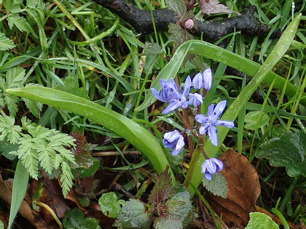 Scilla drunensis \ Traun-Blaustern / Traun Squill, A Wien Höhenstraße 2.4.2023