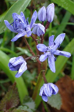 Scilla drunensis \ Traun-Blaustern / Traun Squill, A Wien Höhenstraße 2.4.2023