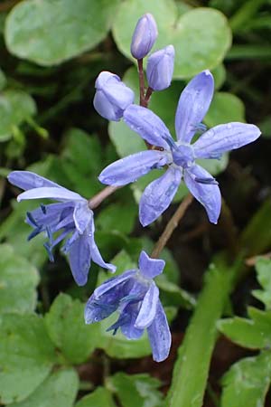 Scilla drunensis \ Traun-Blaustern / Traun Squill, A Wien Höhenstraße 2.4.2023
