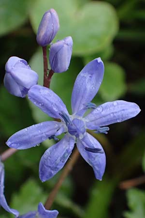 Scilla drunensis \ Traun-Blaustern / Traun Squill, A Wien Höhenstraße 2.4.2023