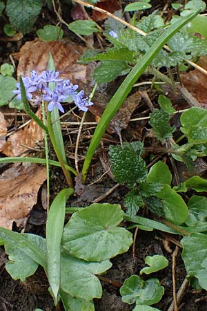 Scilla drunensis \ Traun-Blaustern / Traun Squill, A Wien Höhenstraße 2.4.2023