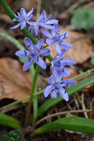 Scilla drunensis \ Traun-Blaustern / Traun Squill, A Wien Höhenstraße 2.4.2023