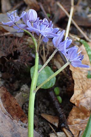 Scilla drunensis \ Traun-Blaustern / Traun Squill, A Wien Höhenstraße 2.4.2023