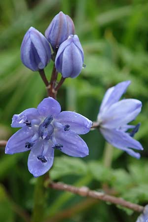 Scilla drunensis \ Traun-Blaustern / Traun Squill, A Wien Höhenstraße 2.4.2023