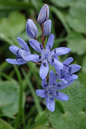 Scilla drunensis \ Traun-Blaustern / Traun Squill, A Wien Höhenstraße 2.4.2023