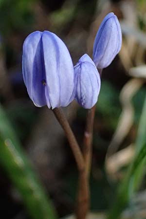 Scilla drunensis \ Traun-Blaustern / Traun Squill, A Weinviertel,  Göllersdorf-Wischathal 6.3.2024