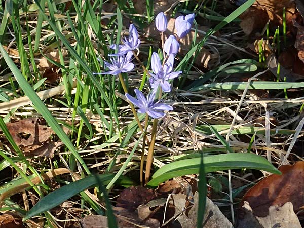 Scilla drunensis \ Traun-Blaustern / Traun Squill, A Weinviertel,  Göllersdorf-Wischathal 6.3.2024