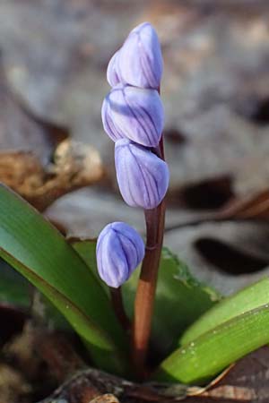 Scilla drunensis \ Traun-Blaustern / Traun Squill, A Weinviertel,  Göllersdorf-Wischathal 6.3.2024