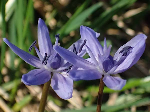 Scilla drunensis \ Traun-Blaustern / Traun Squill, A Weinviertel,  Göllersdorf-Wischathal 6.3.2024