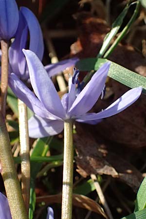 Scilla drunensis \ Traun-Blaustern / Traun Squill, A Weinviertel,  Göllersdorf-Wischathal 6.3.2024