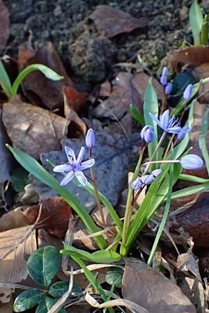 Scilla drunensis \ Traun-Blaustern / Traun Squill, A Weinviertel,  Göllersdorf-Wischathal 6.3.2024