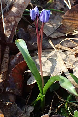 Scilla drunensis \ Traun-Blaustern / Traun Squill, A Weinviertel,  Göllersdorf-Wischathal 6.3.2024