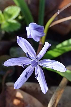 Scilla drunensis \ Traun-Blaustern / Traun Squill, A Weinviertel,  Göllersdorf-Wischathal 6.3.2024